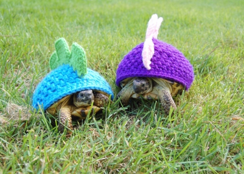 Crocheted Turtle Cozies!