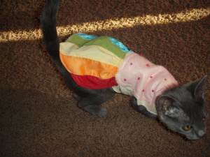 nyan cat costume for cats