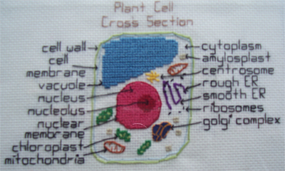 Plant Cell Cross-section
